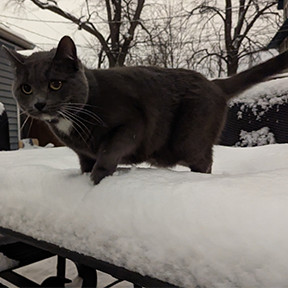 Josh Cat